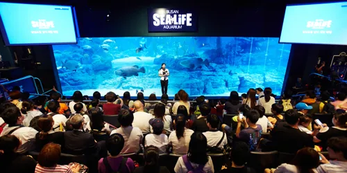 SEA LIFE Busan 상어먹이공연(2)