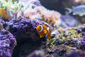Clown Fish IMG 0306