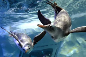 Penguins at SL Busan
