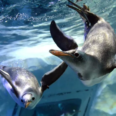 Penguins at SL Busan