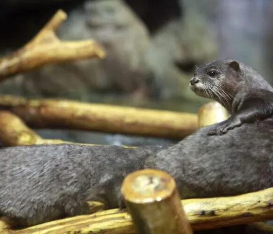 Otter10