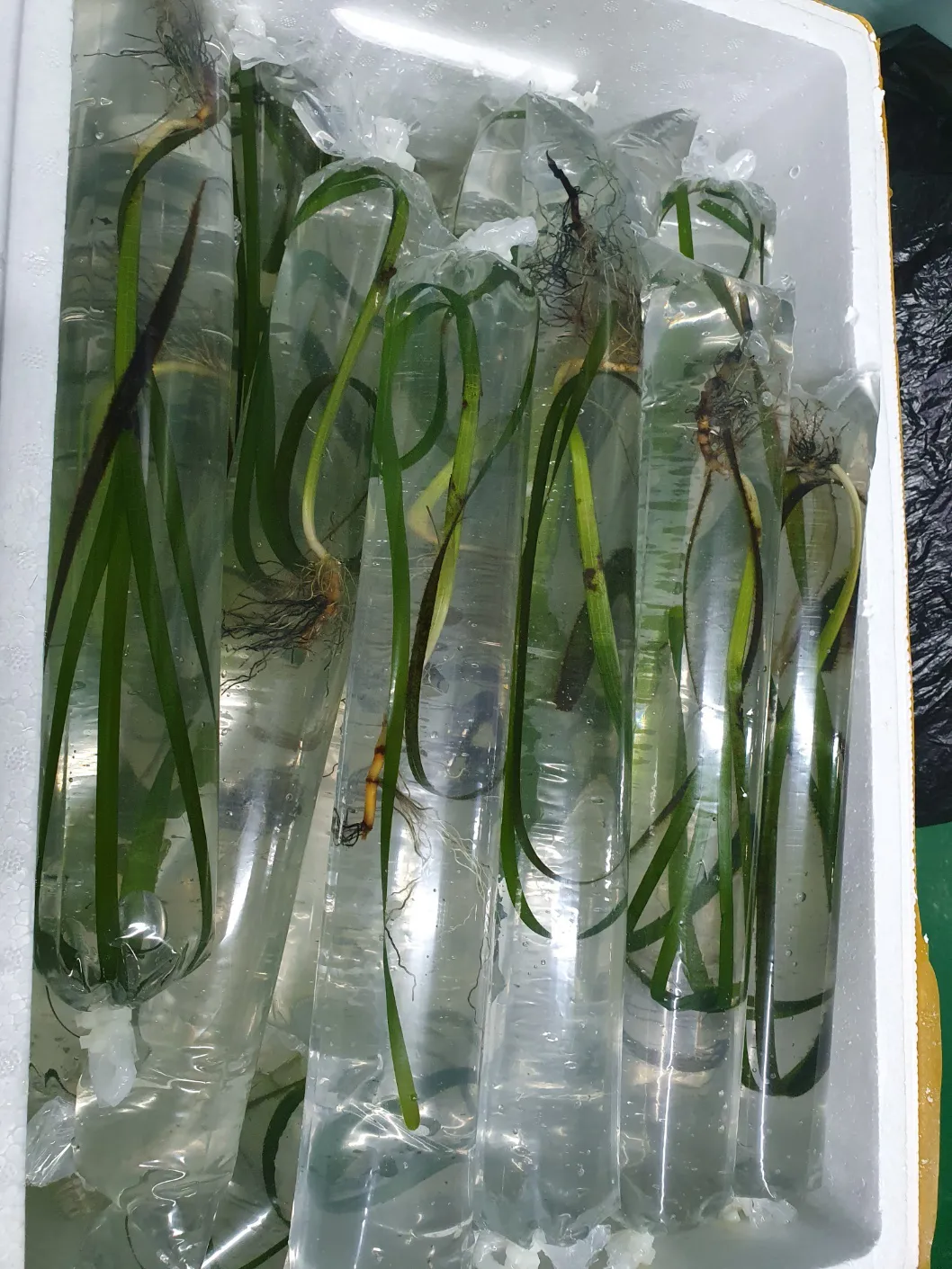 Common Eelgrass 4
