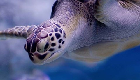 Sea Turtle (1)