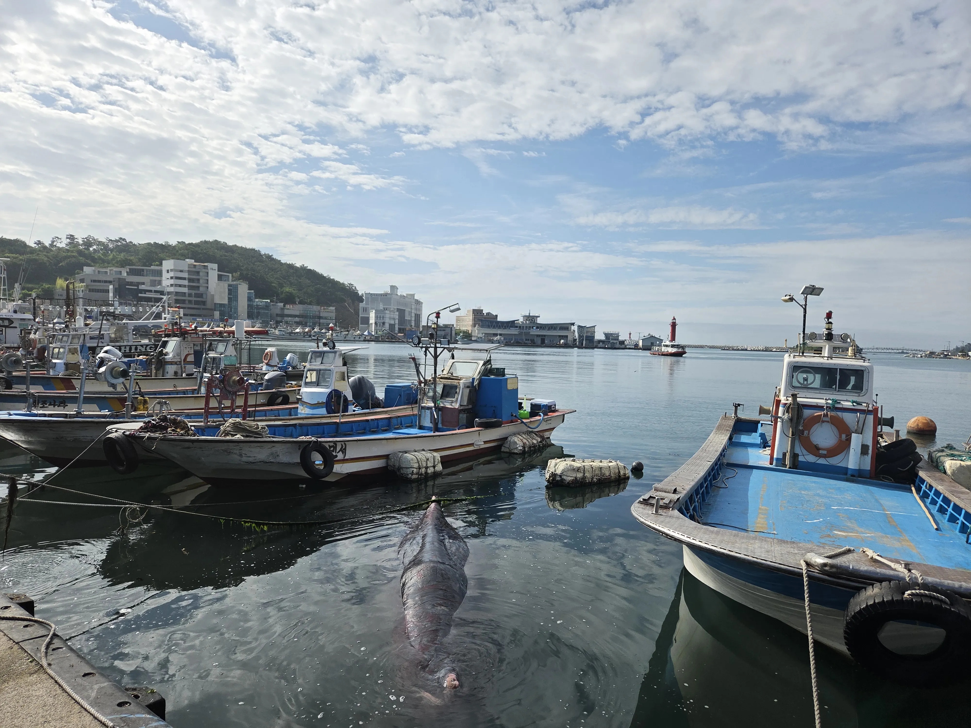 A Disoriented Sperm Whale6