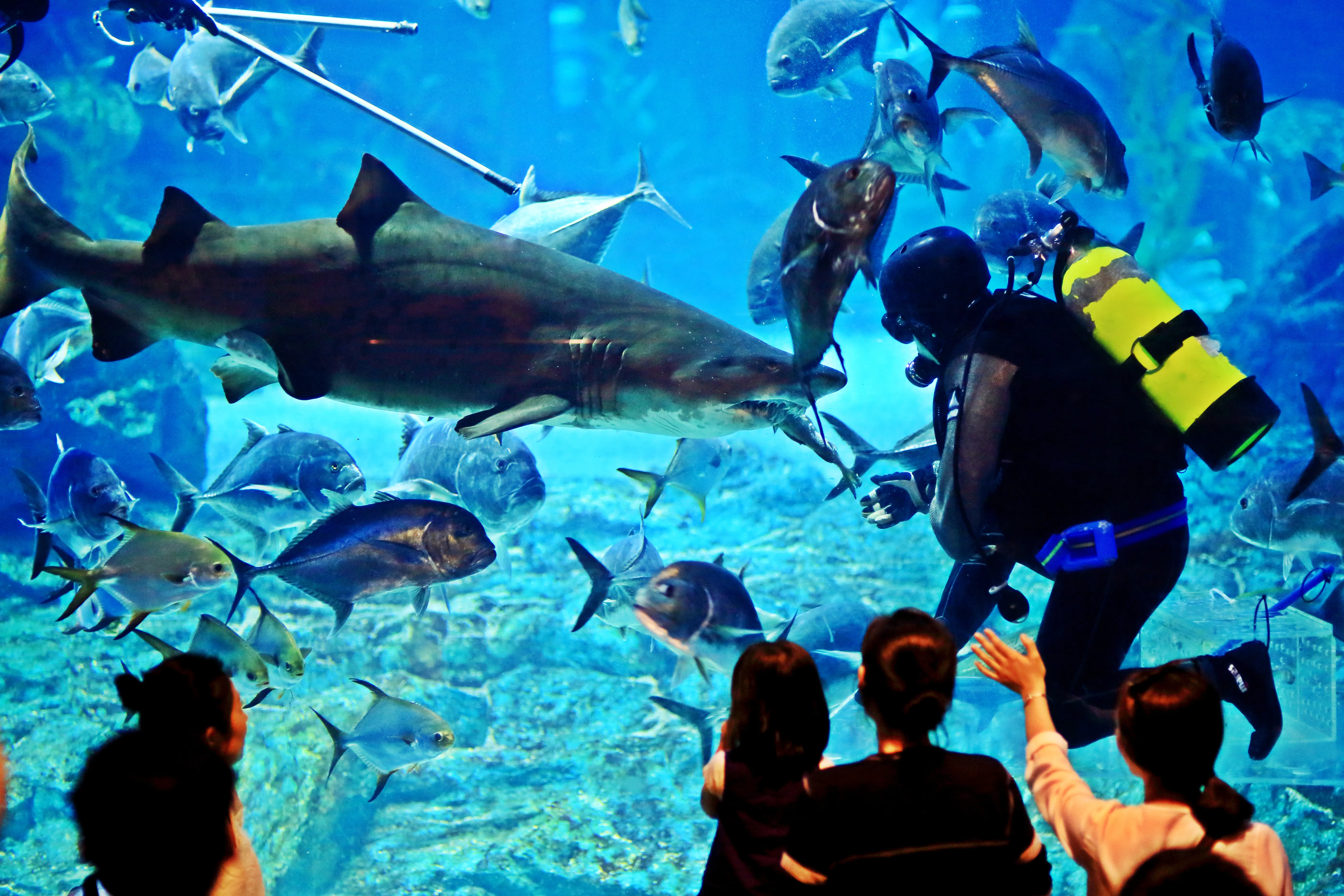 SEA LIFE Busan 상어먹이공연(7)