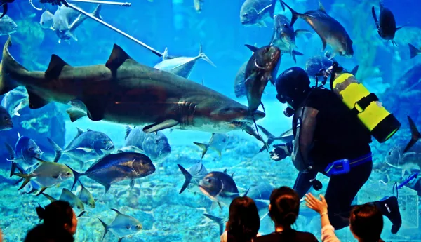 SEA LIFE Busan 상어먹이공연(7)