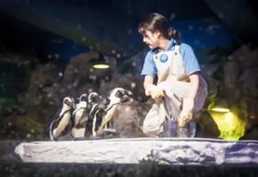 펭귄 먹이주기(수정)