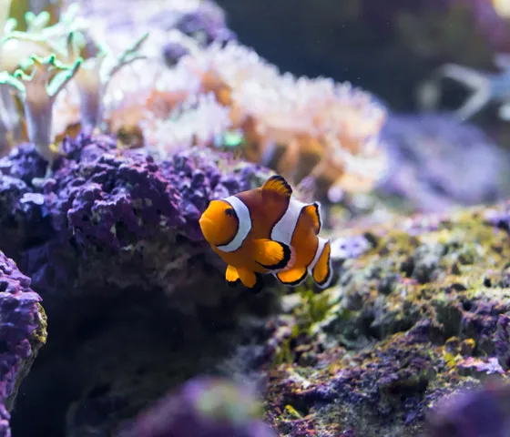 Clown Fish IMG 0307