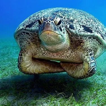 Seaturtle 1