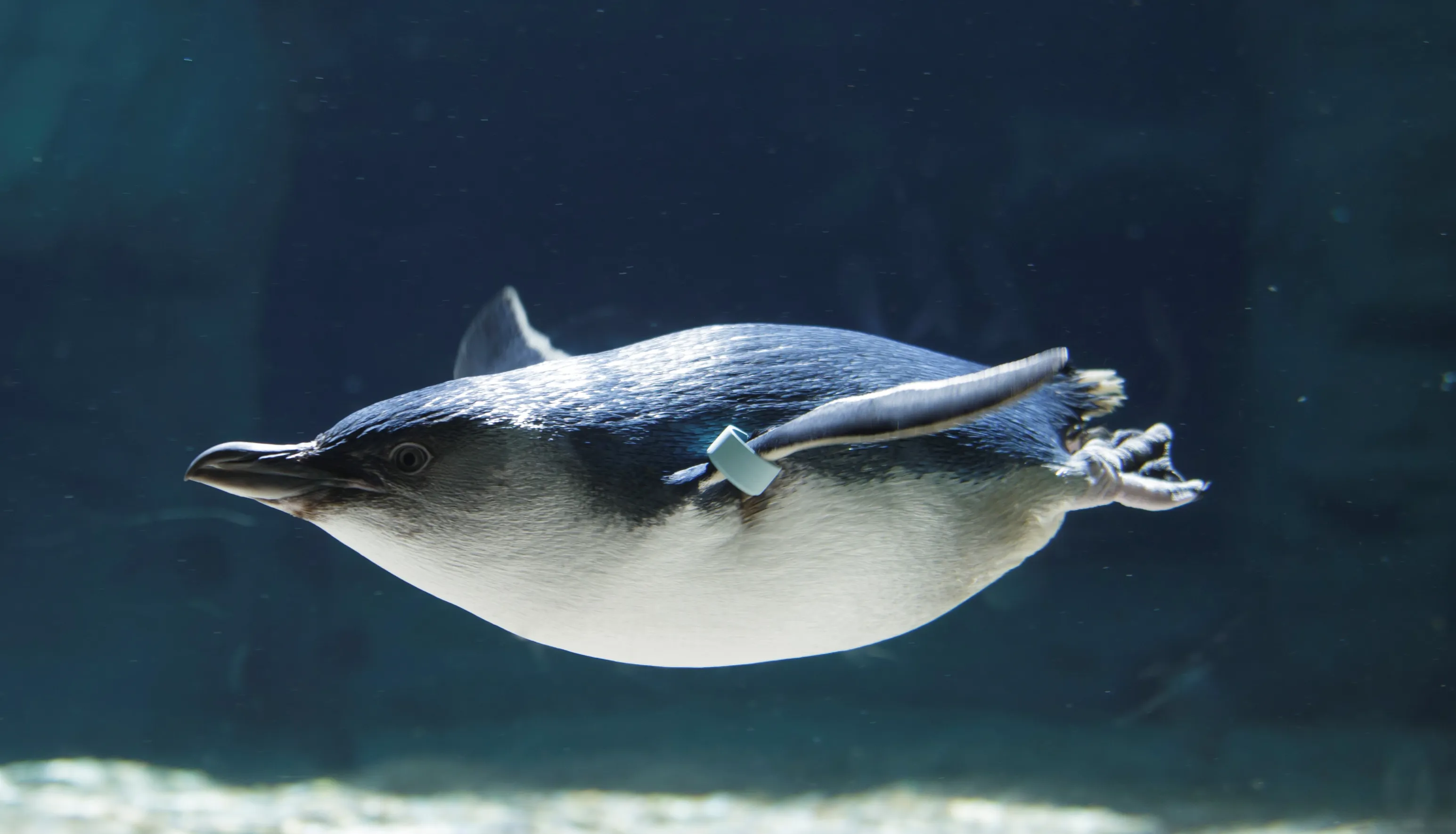 Penguin 1