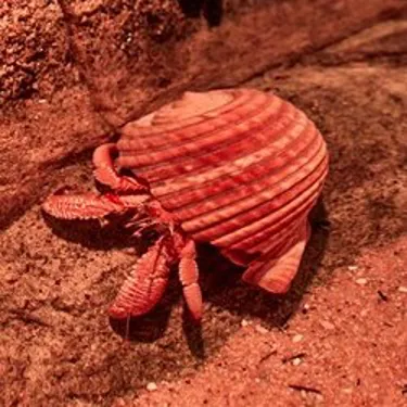 Creatures Rockpool Hermitcrab