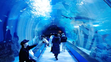 부산아쿠아리움 해저터널 배포용