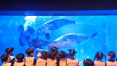 harbor seal