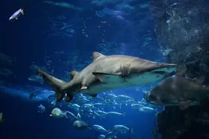 샌드타이거상어 두 마리가 다른 물고기와 헤엄치는 모습