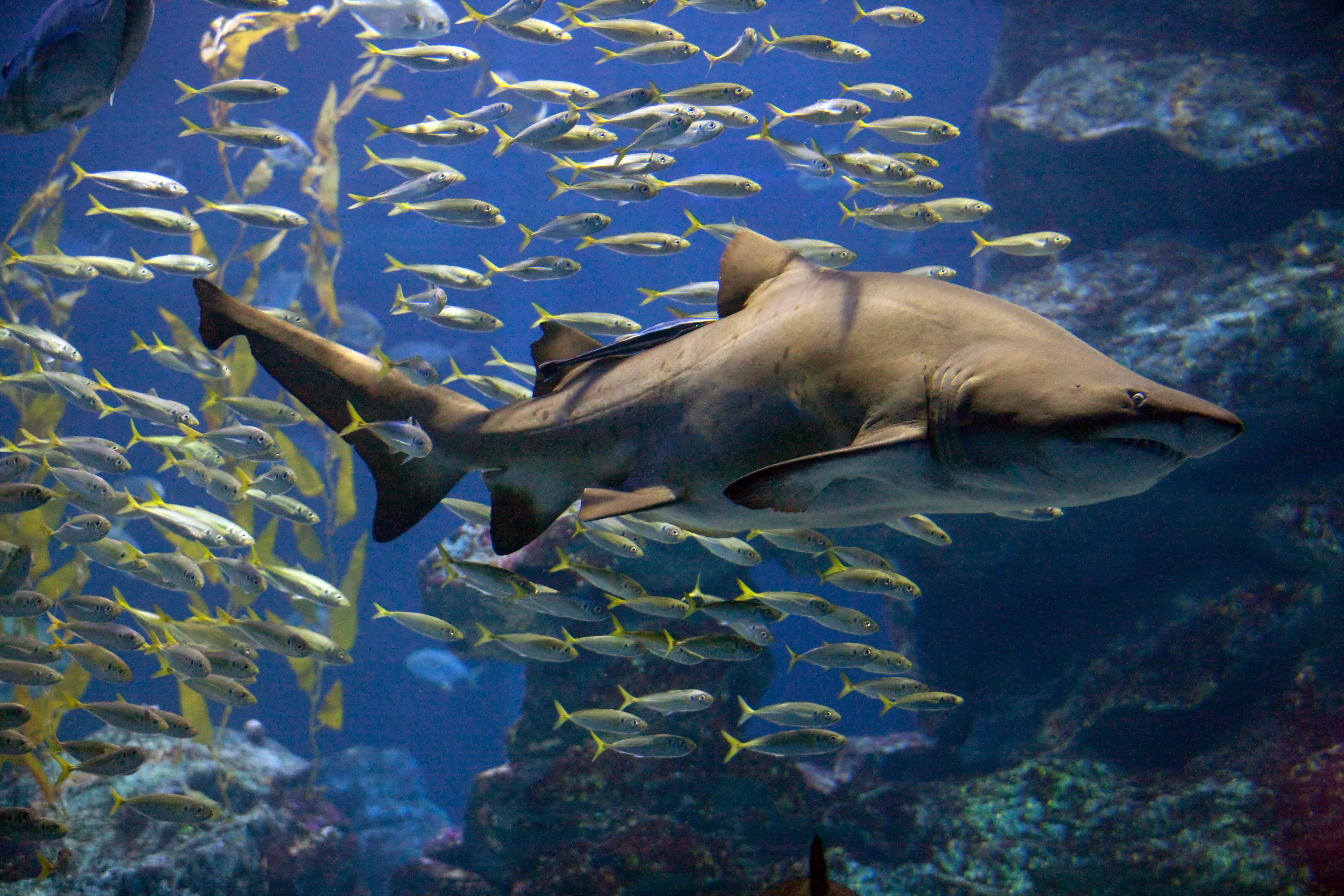 Sea Life Busan 상어2