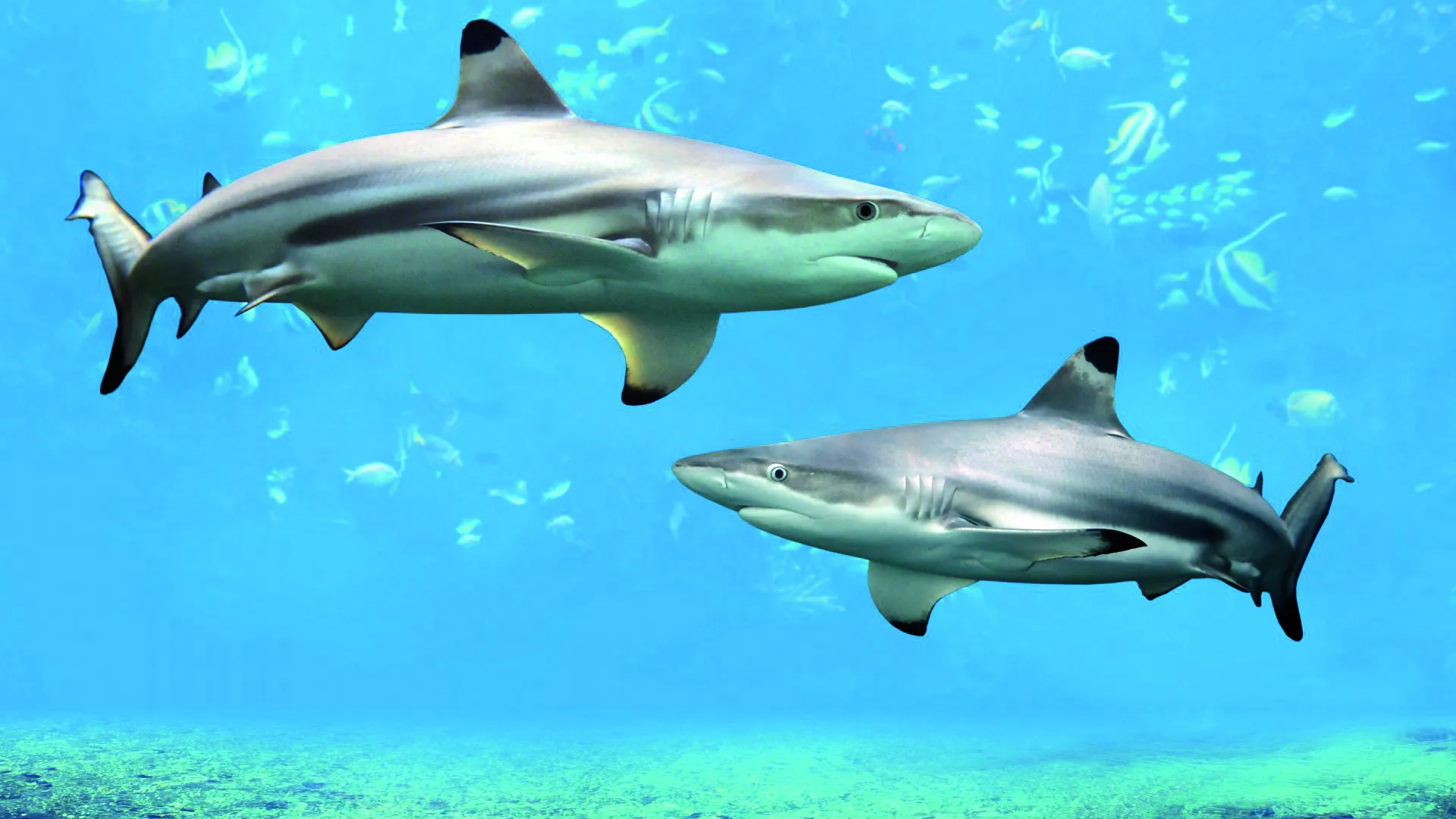 Black Tip Reef Sharks