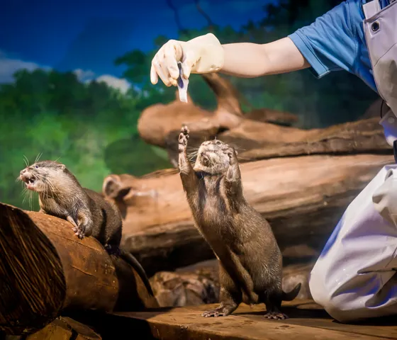 Otter3