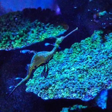 씨라이프 부산 아쿠아리움 위디해룡