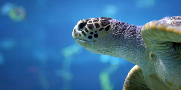 SEA LIFE Busan 푸른바다거북(1)