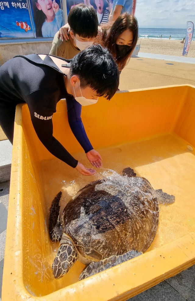 경상북도 울진에서 구조된 바다거북이