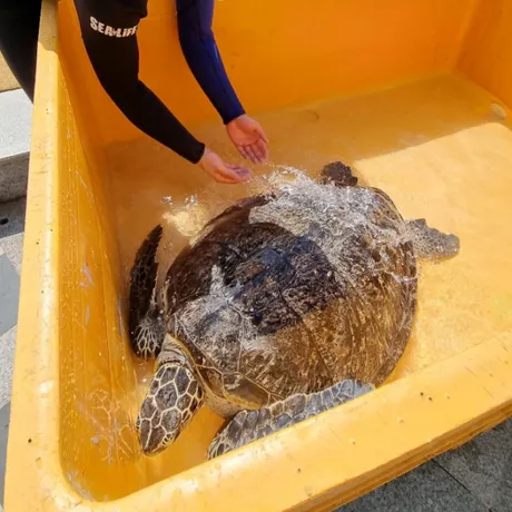 경상북도 울진에서 구조된 바다거북이