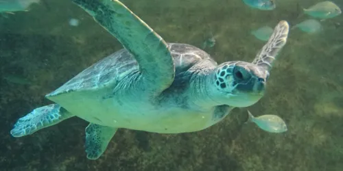 Seaturtle 2