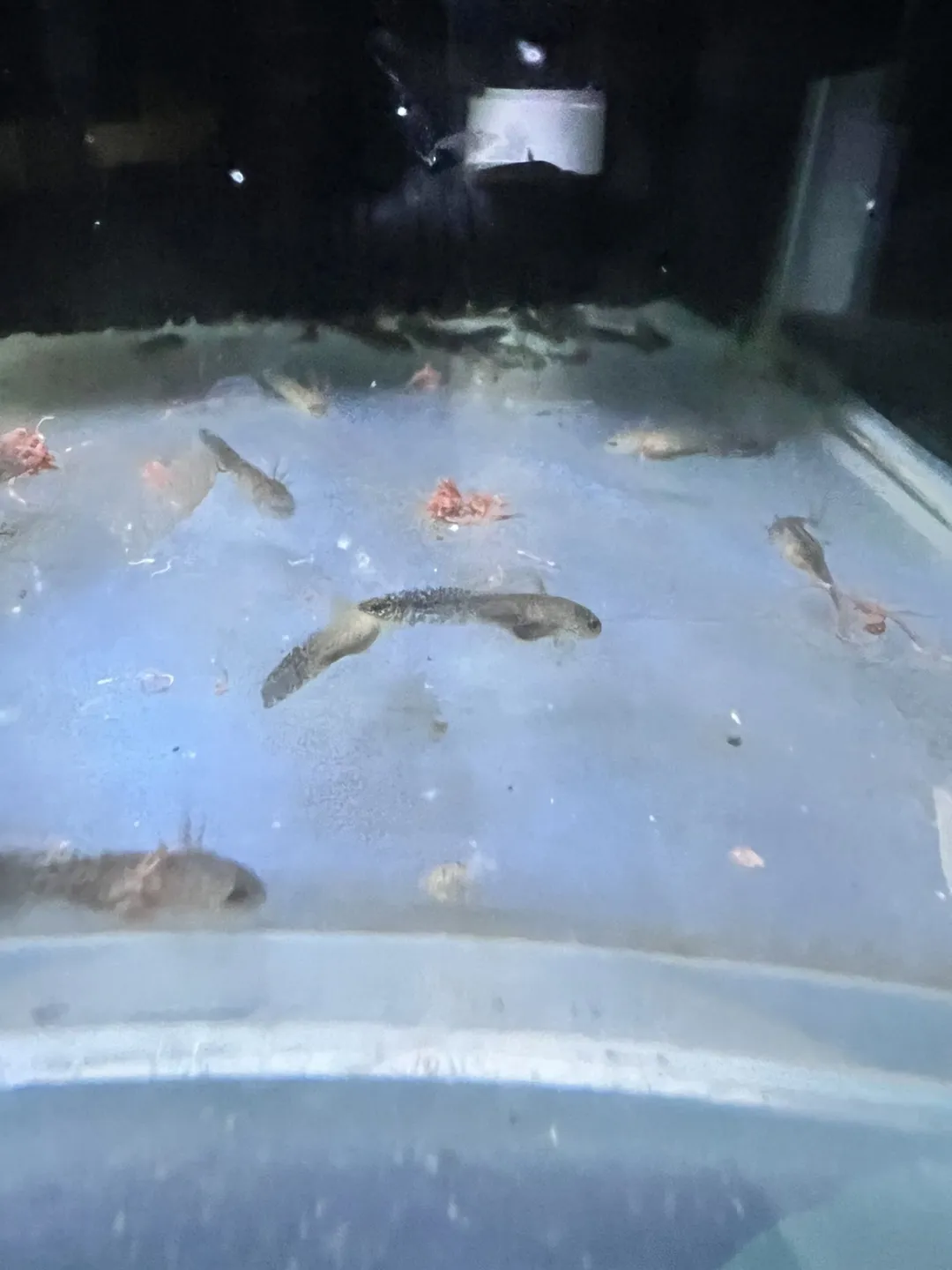 Aquatic Larva