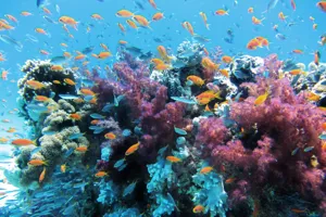 Coral Pxhere