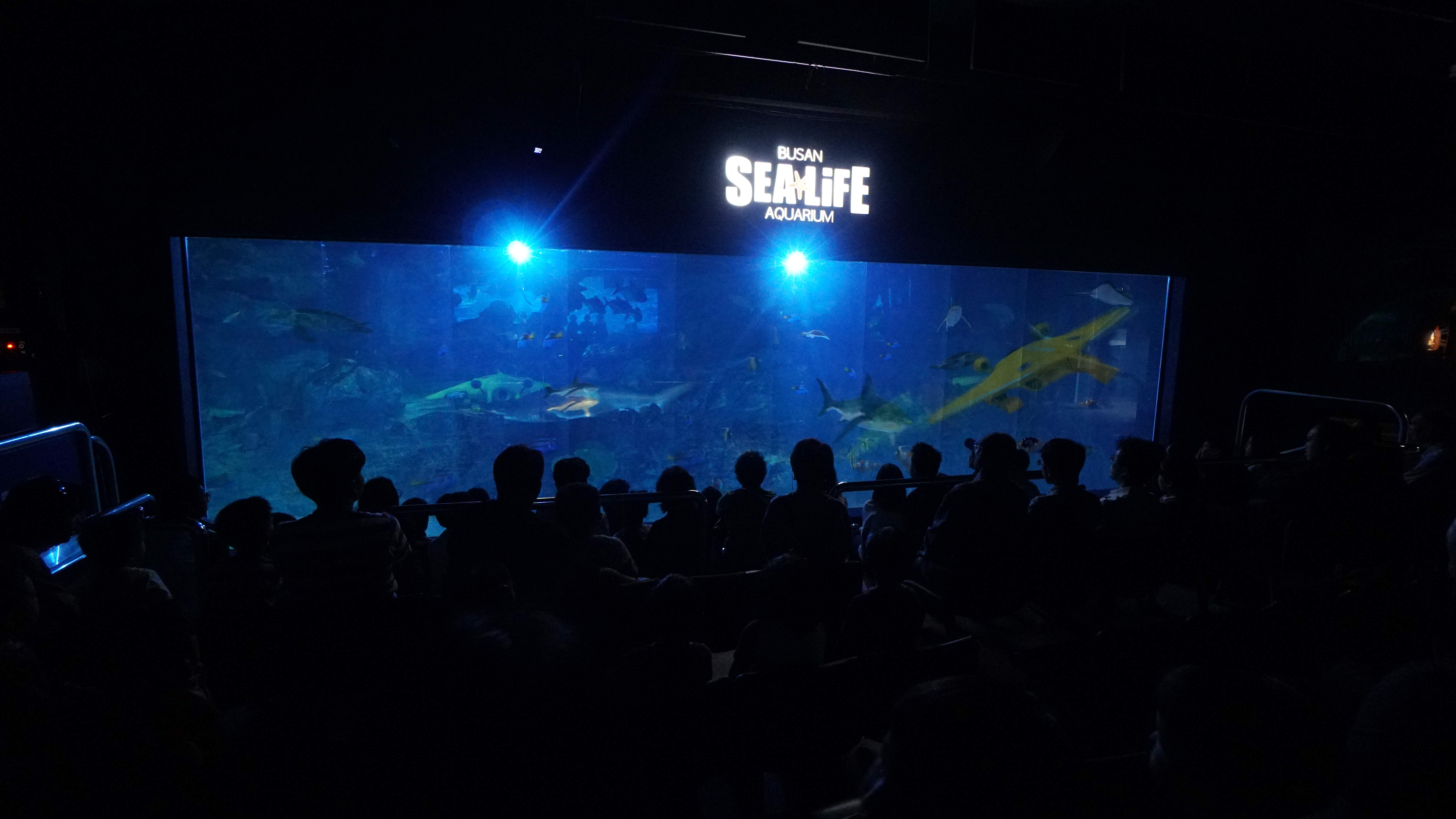 [포토1] 바닷속 특별한 영화관! SEA LIFE 부산아쿠아리움 '딥시네마월드'(2)