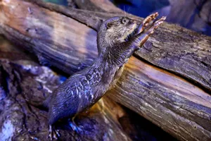 Otter4