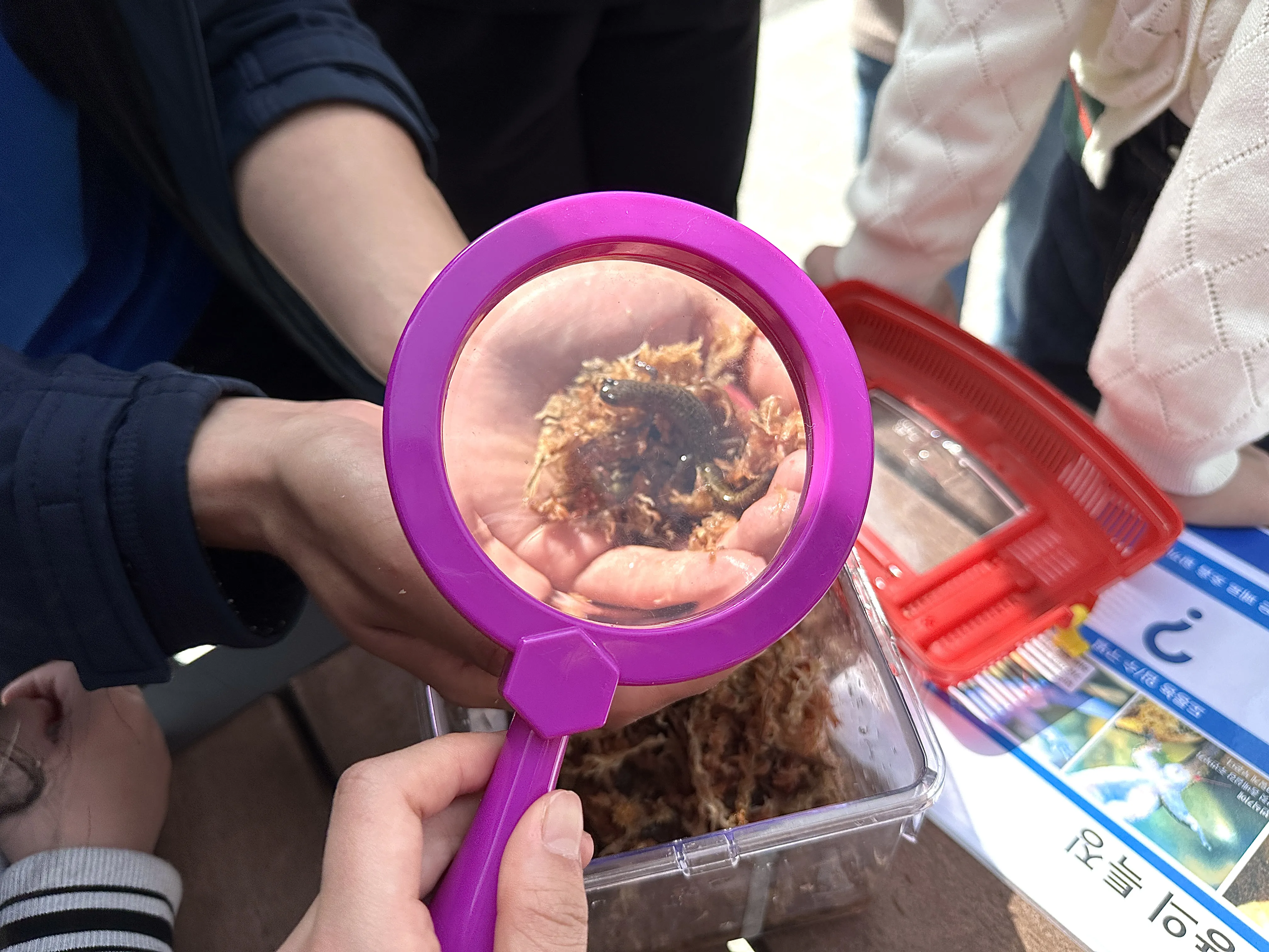 Salamander Conservation Activity – Observing Captive Bred Salamanders