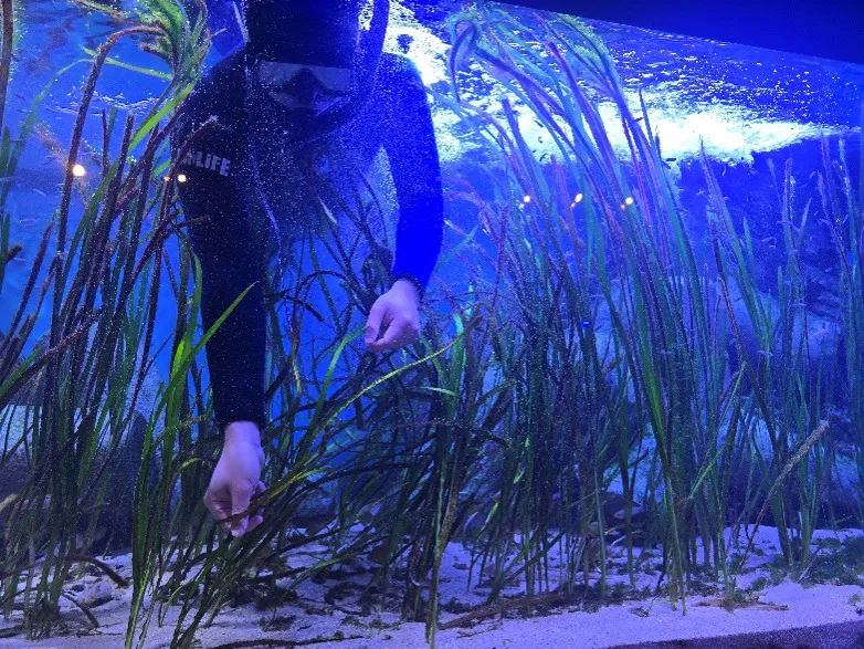 거머리말3