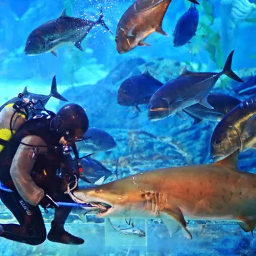 鯊魚餵食秀 Sea Life釜山水族馆 鯊魚餵食秀 Sea Life釜山水族馆