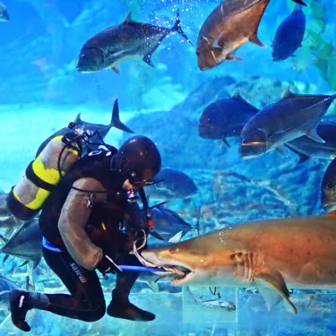 SEA LIFE Busan 상어먹이공연(5)