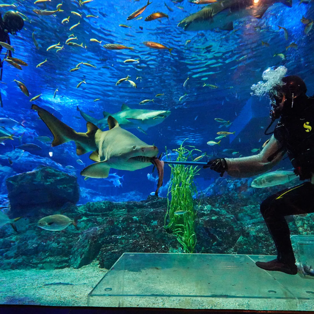 Discover an amazing underwater world at SEA LIFE Busan Aquarium Sea Life Busan Aquarium
