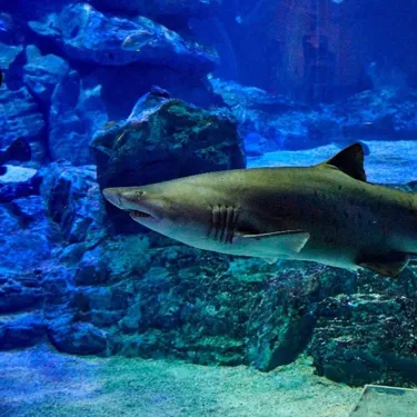 씨라이프 부산 아쿠아리움 상어