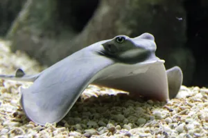 Raybottom