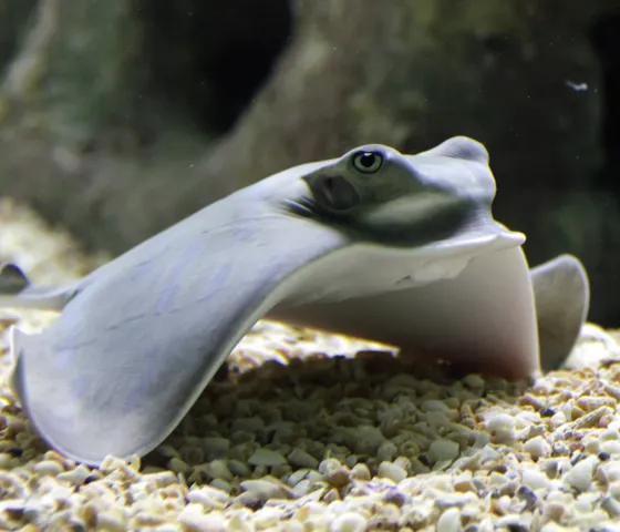 Raybottom
