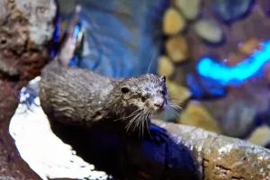 Otter5