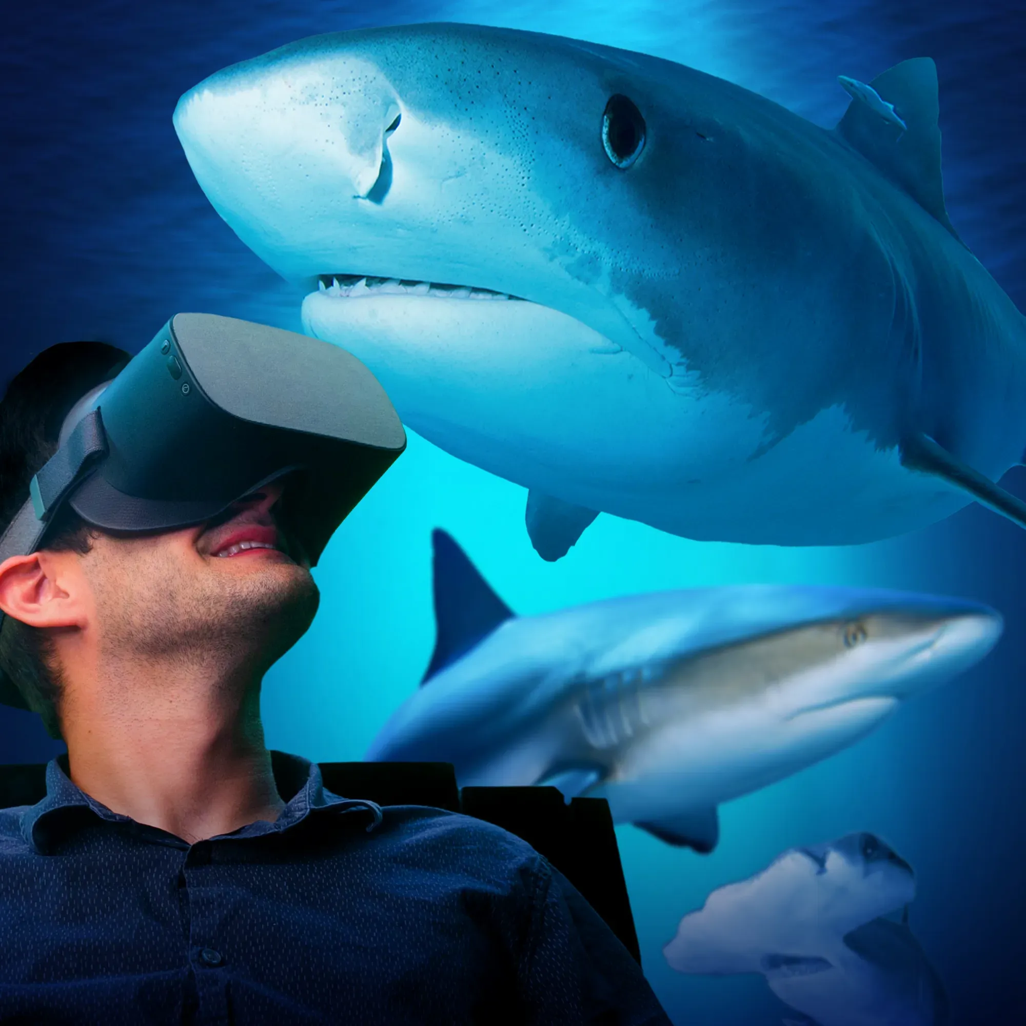 Shark Dive Vr Bg Square