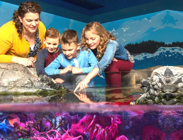 Touchpool | SEA LIFE Aquarium