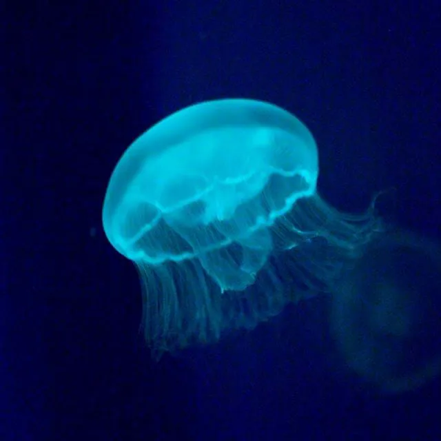 Jellies Exhibit | SEA LIFE Aquarium