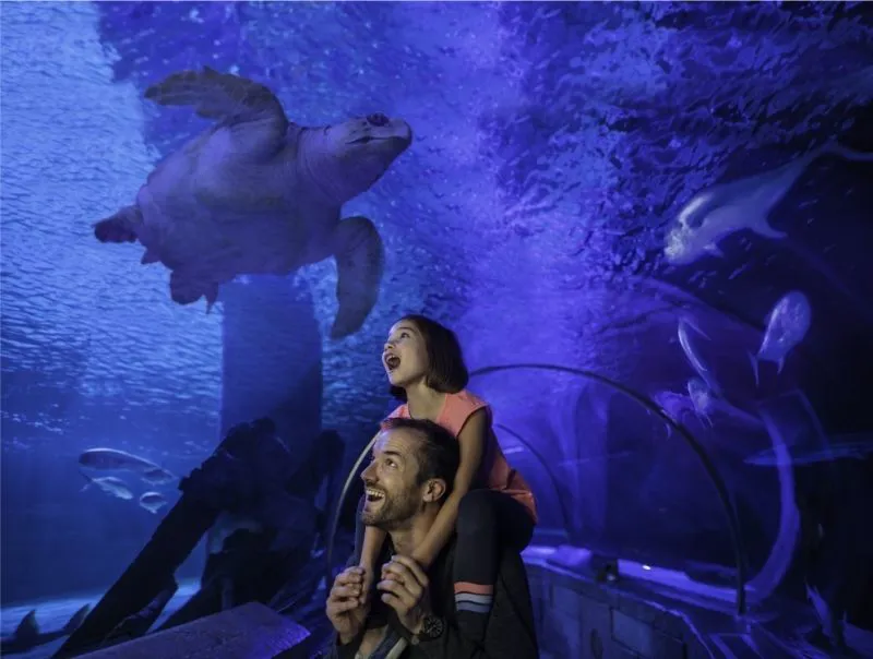 SEA LIFE Endless Summer Image Web Size