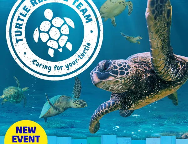 Turtle Instagram Art SLCC