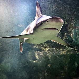 Shark Upper