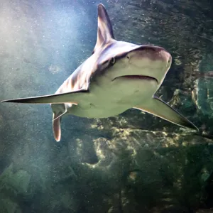 Shark Upper