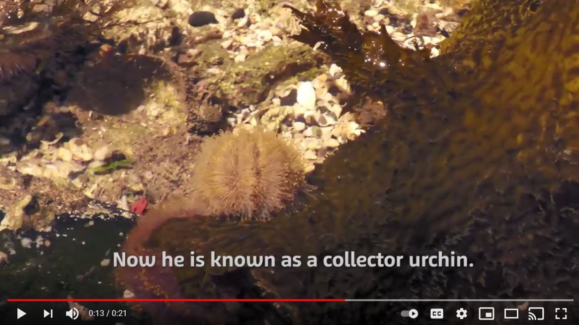 Sea Urchin Video Tile