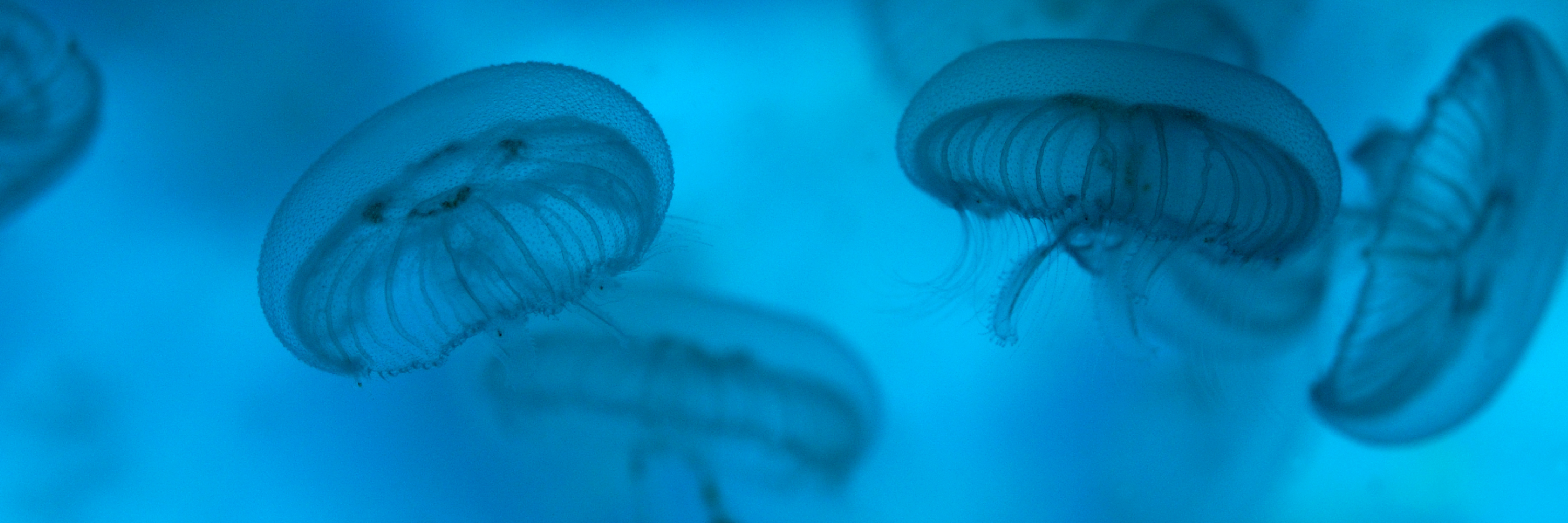 Jellyfish Only 3000X1000 | SEA LIFE Aquarium