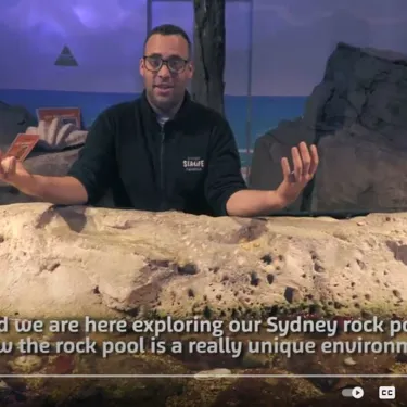 Rockpool Fun Fact Video Tile