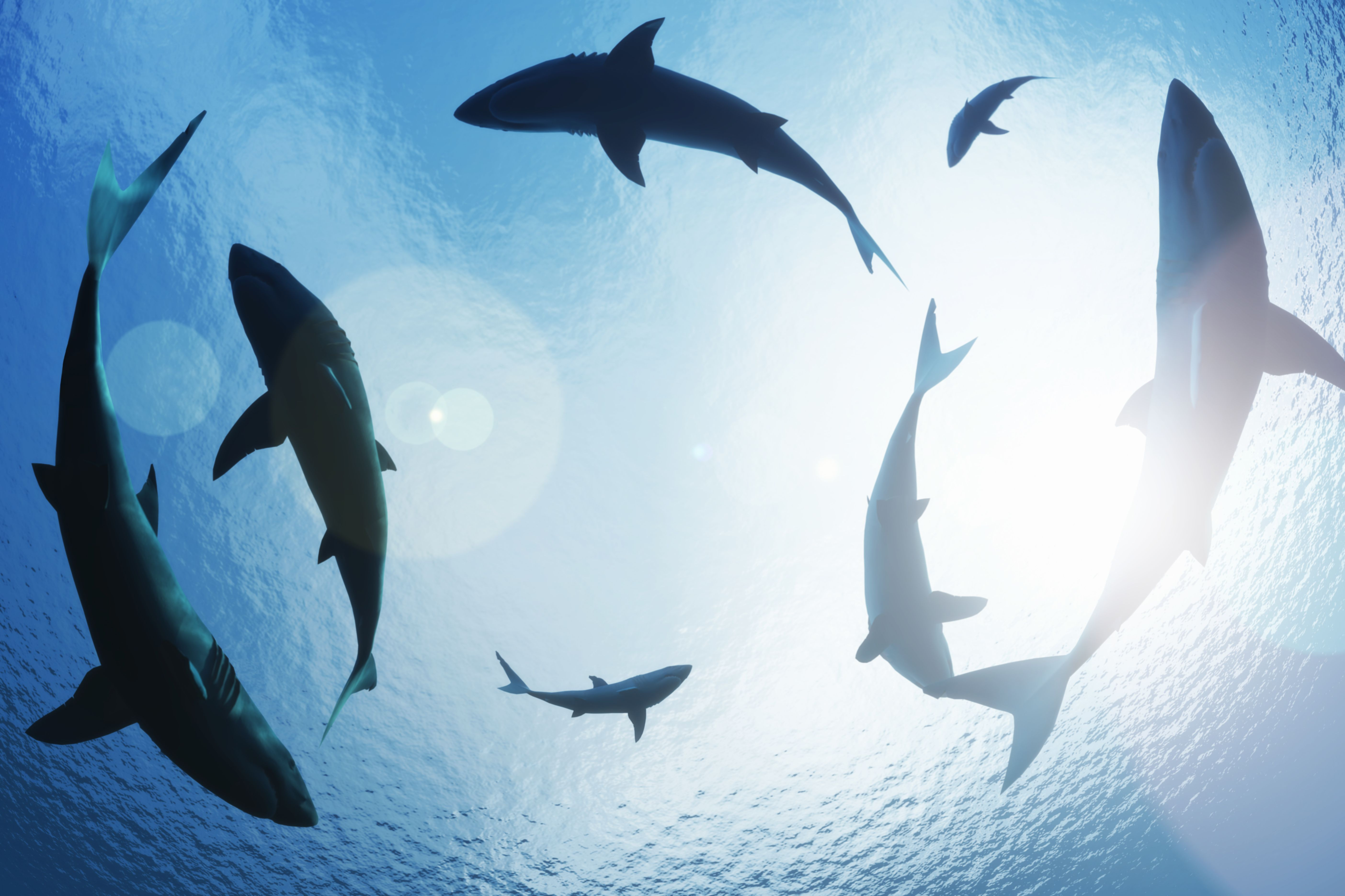 Shiver of Sharks | SEA LIFE Charlotte-Concord